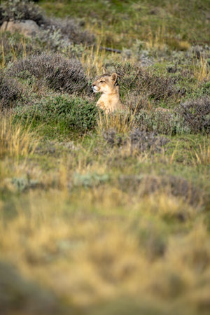Puma lies scanning pre-Andean scrubland in sun