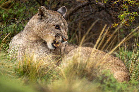 Puma lies snarling in grass beside bushの写真素材