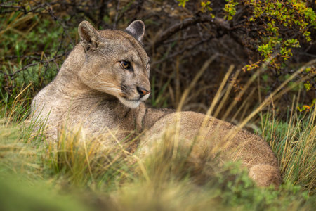Puma lies in long grass beside bushesの写真素材