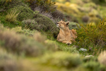 Puma lies in thick undergrowth lifting head