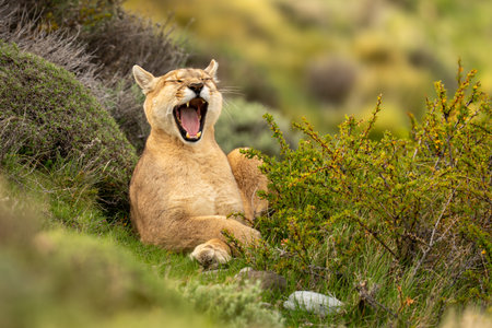 Puma lies yawning in bushes turning headの写真素材