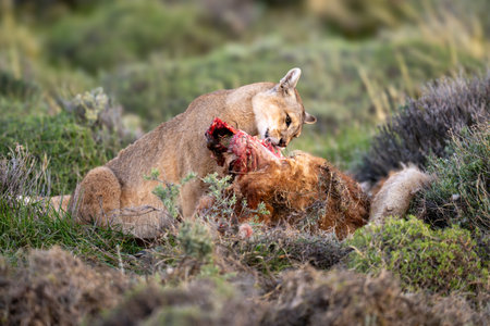 Puma sits eating dead guanaco in bushesの写真素材