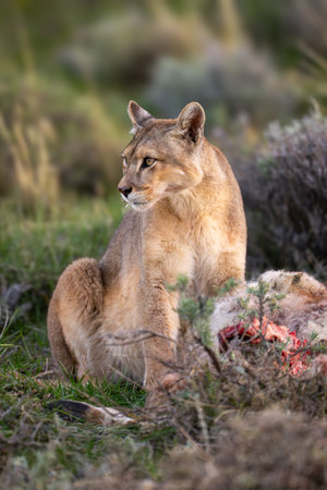 Puma sits by guanaco carcase with catchlight