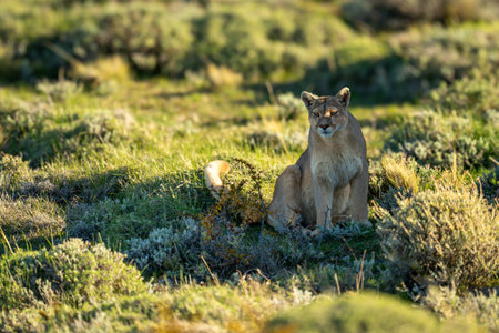 Puma sits scanning in shade of rockの写真素材