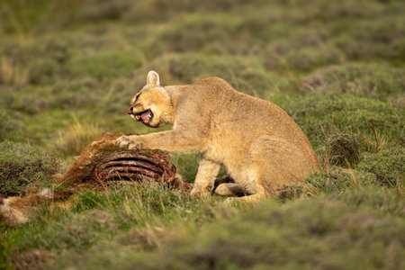 Puma sits pawing kill and twisting headの写真素材