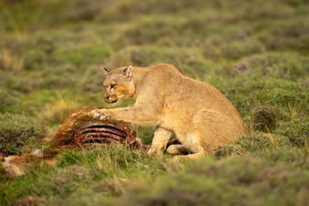 Puma sits licking lips and pawing killの写真素材