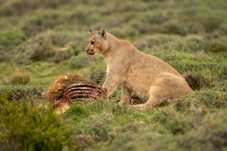 Puma sits with guanaco carcase licking lipsの写真素材