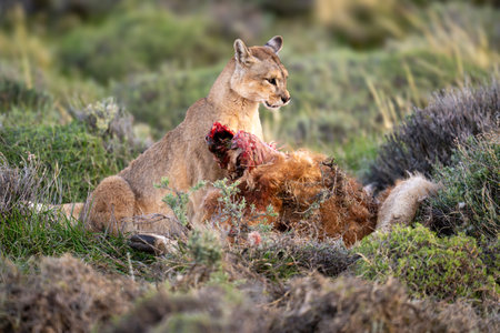 Puma sits with guanaco carcase in bushesの写真素材