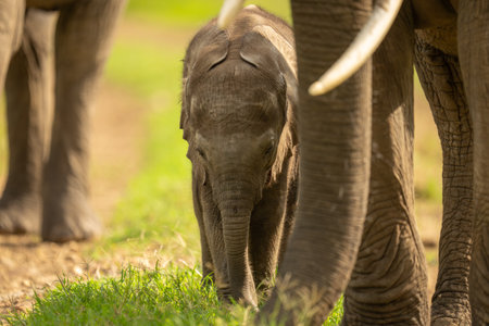 Baby African bush elephant hiding behind motherの写真素材