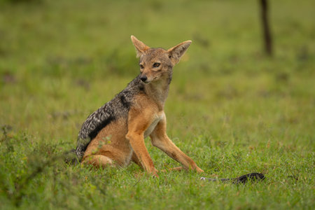 Black-backed jackal sits on grass turning headの写真素材