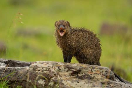 Banded mongoose opens mouth on lichen-covered rockの写真素材