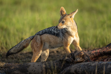 Black-backed jackal stands on carcase looking backの写真素材