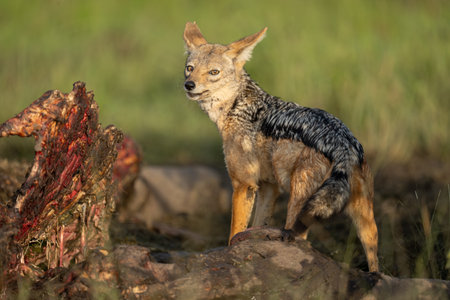 Black-backed jackal stands on carcase looking roundの写真素材