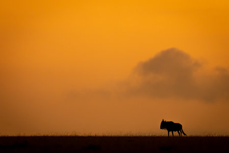 Blue wildebeest on sunset horizon stands silhouettedの写真素材