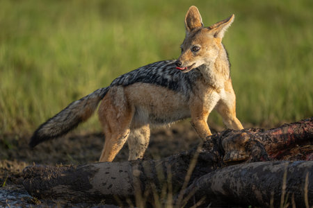 Black-backed jackal stands on carcase licking lipsの写真素材