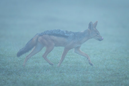 Black-backed jackal walking through fog licking lipsの写真素材