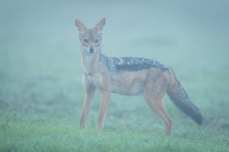Black-backed jackal stands on grass in mistの写真素材