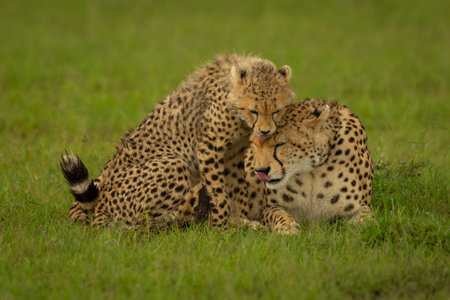 Cheetah and cub lie grooming each otherの写真素材