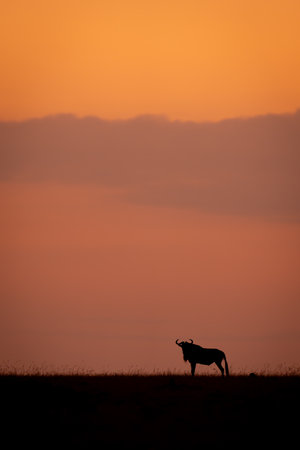 Blue wildebeest stands at sunset under cloudsの写真素材