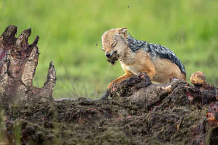 Black-backed jackal stands ripping flesh from carcaseの写真素材