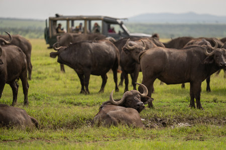 Cape buffalo lies in mud near jeepの写真素材
