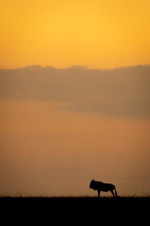 Blue wildebeest standing at sunset beneath cloudsの写真素材