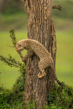 Cheetah cub climbs down tree in grasslandの写真素材
