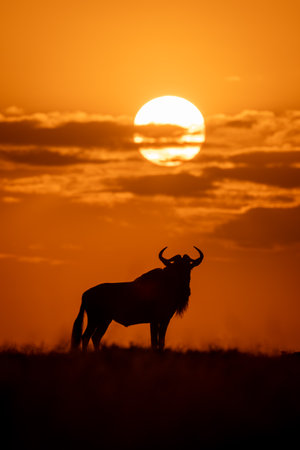 Blue wildebeest stands turning head at sunsetの写真素材