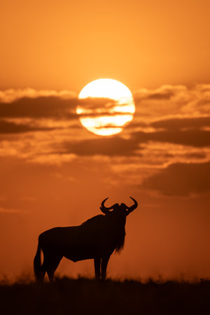 Blue wildebeest stands lifting head at sundownの写真素材
