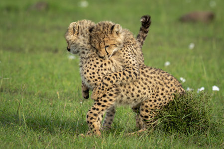 Cheetah cub stands hugging another by bushの写真素材