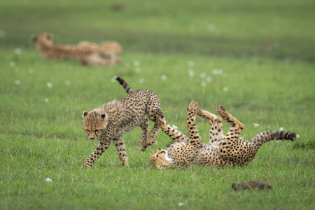 Cheetah cubs play on savannah near motherの写真素材