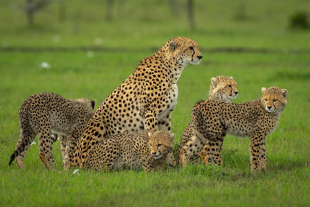 Cheetah sits on grass with four cubsの写真素材