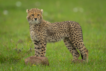 Cheetah cub stands on grass turning headの写真素材