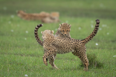 Cheetah cubs play near mother on grasslandの写真素材