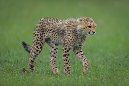 Cheetah cub walks across grass raising forepawの写真素材