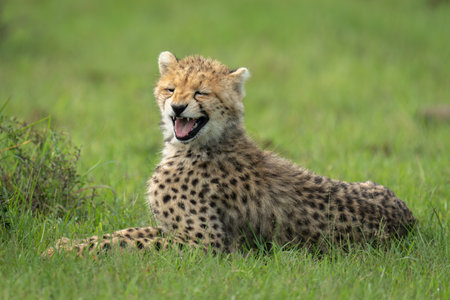 Cheetah cub yawns lying on short grassの写真素材