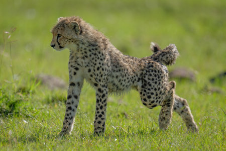 Cheetah cub stands stretching on short grassの写真素材