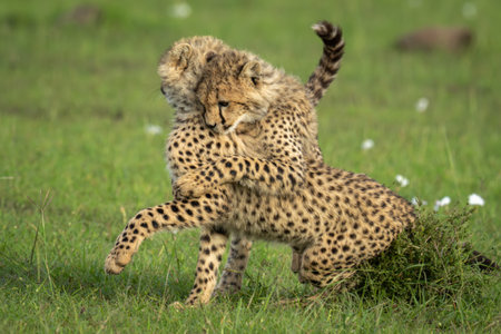 Cheetah cub stands hugging another beside bushの写真素材