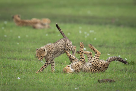 Cheetah cubs play on grassland near motherの写真素材