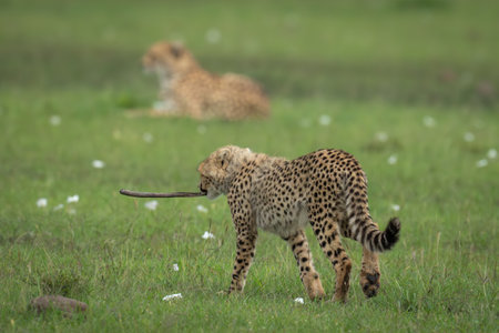 Cheetah cub walks towards mother carrying stickの写真素材