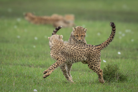 Cheetah cubs play near mother on savannahの写真素材