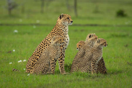 Cheetah sits on grass by four cubsの写真素材