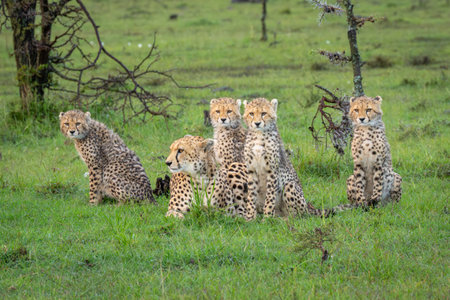 Cheetah lies by four cubs sitting togetherの写真素材