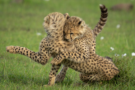 Cheetah cub stands wrestling another by bushの写真素材