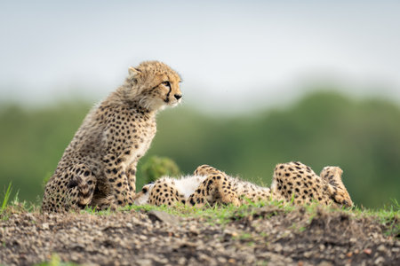 Cheetah cubs sit and lie on bankの写真素材