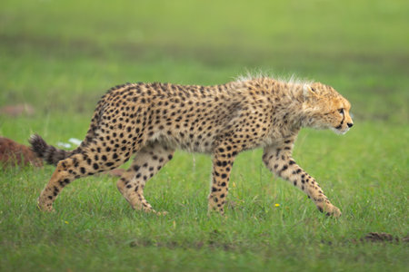 Cheetah cub walks past rock on grasslandの写真素材