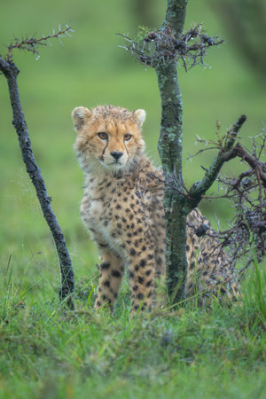 Cheetah cub sits under thornbush turning headの写真素材