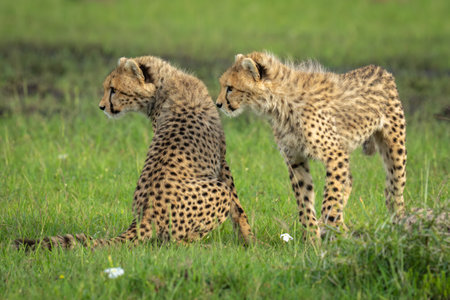 Cheetah cub stands by another sitting downの写真素材