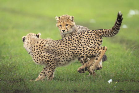 Cheetah cubs chase each other on grassの写真素材