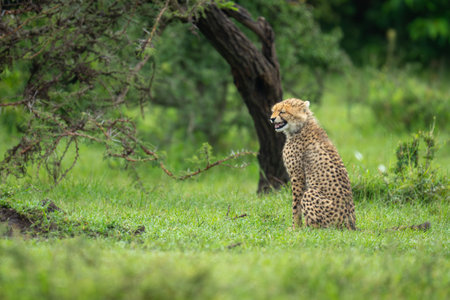 Cheetah cub sits yawning near whistling thornの写真素材
